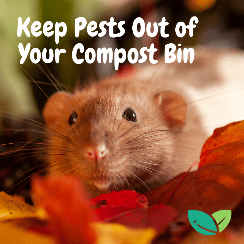 Keep Pests Out of Your Compost Bin – Composty