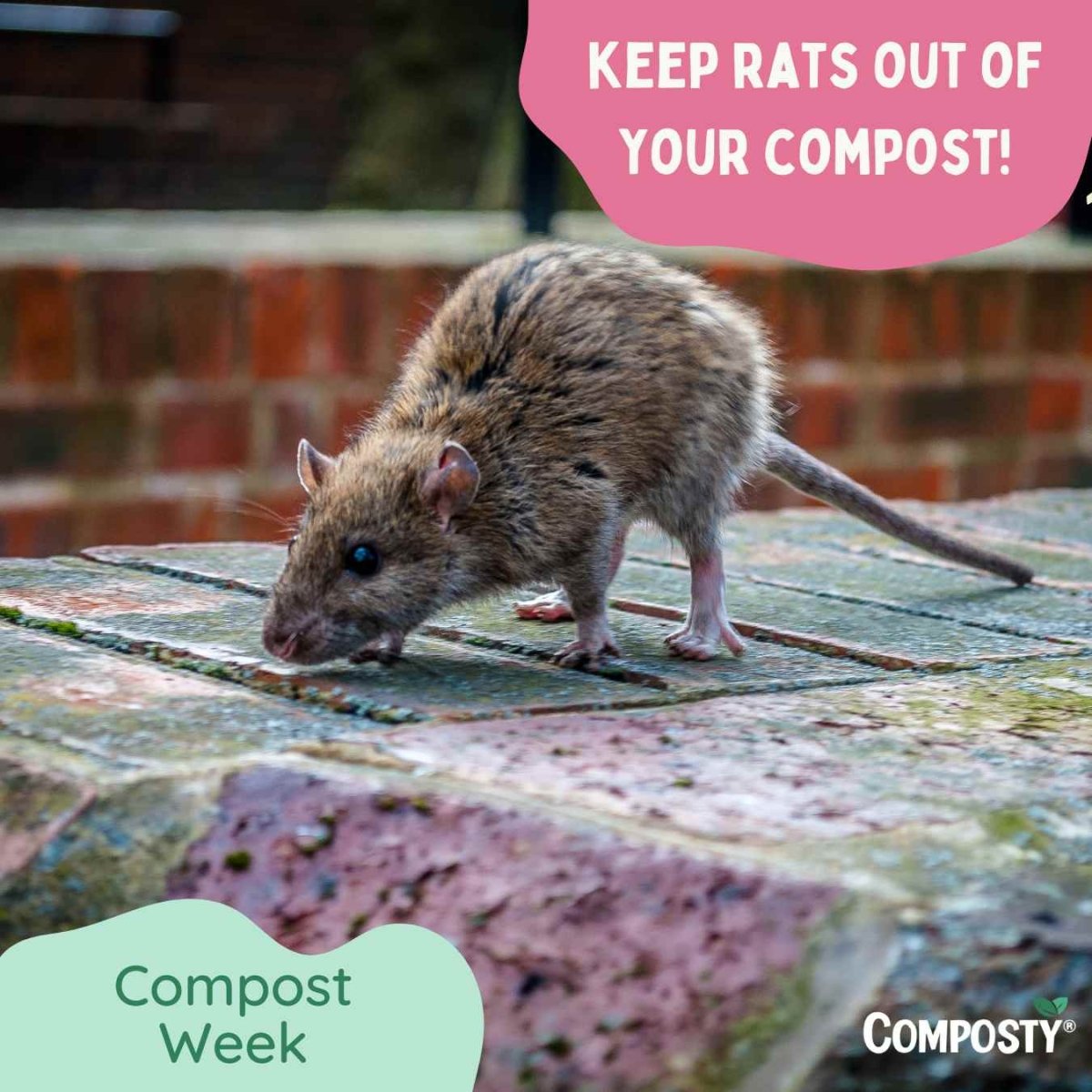 Trench Composting Rats Keep Your Compost Bin Critter-Free: A Friendly Guide to Outsmarting Ra ...