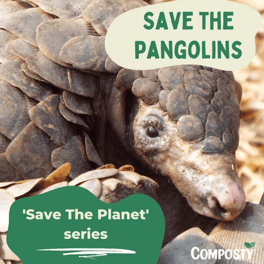Pangolins on the Brink: How We Can Help Save These Endangered Animals - Composty