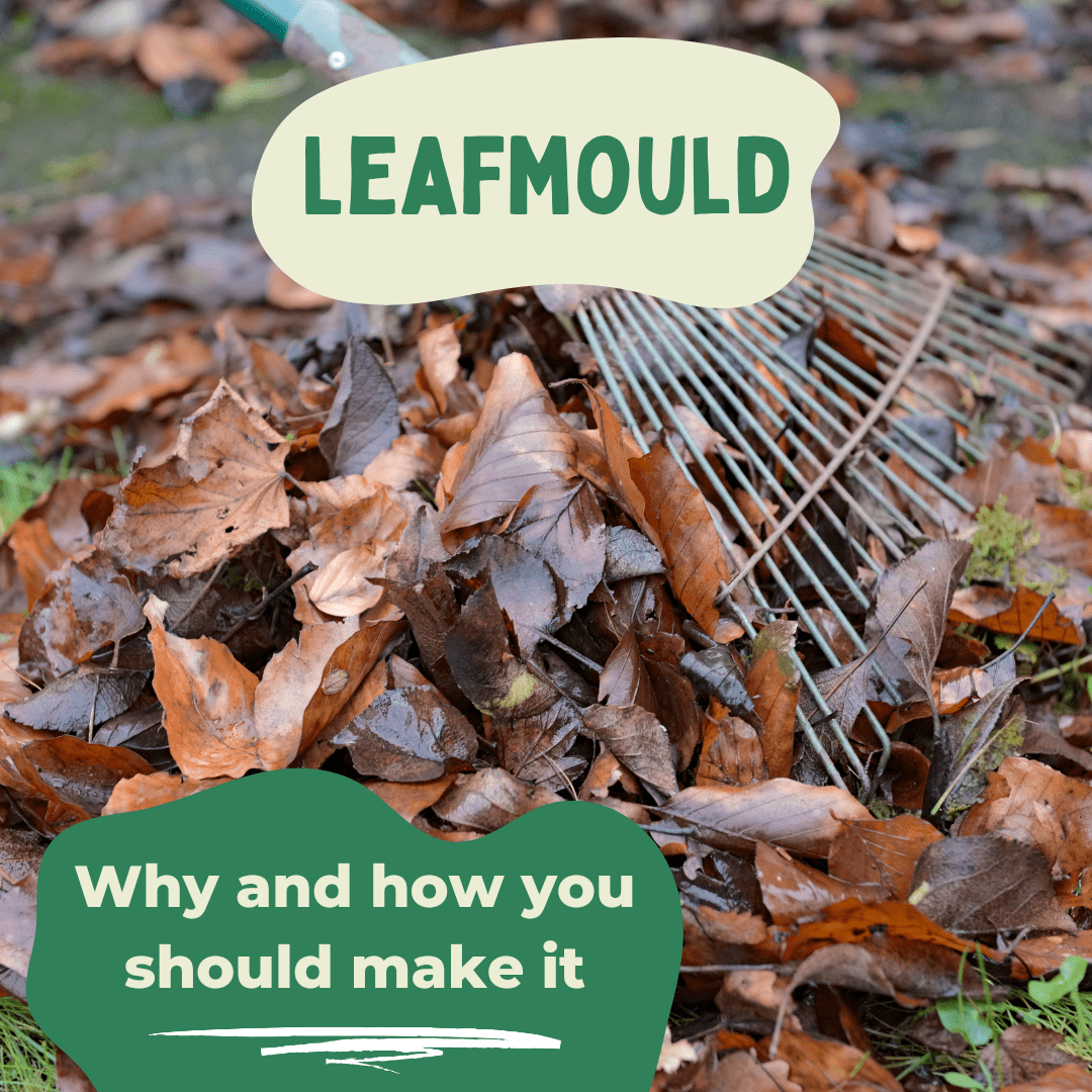 Why And How You Should Make Your Own Leaf Mould - Composty