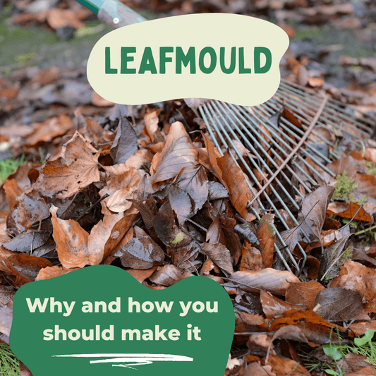 Why And How You Should Make Your Own Leaf Mould - Composty